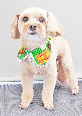 前原クッキーちゃん