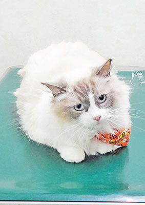 尾上ココちゃん