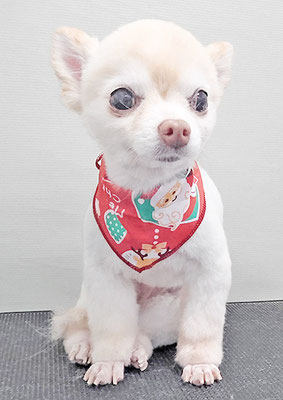 作島うみちゃん