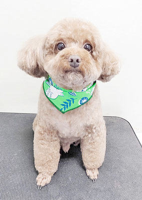 新屋敷コウちゃん