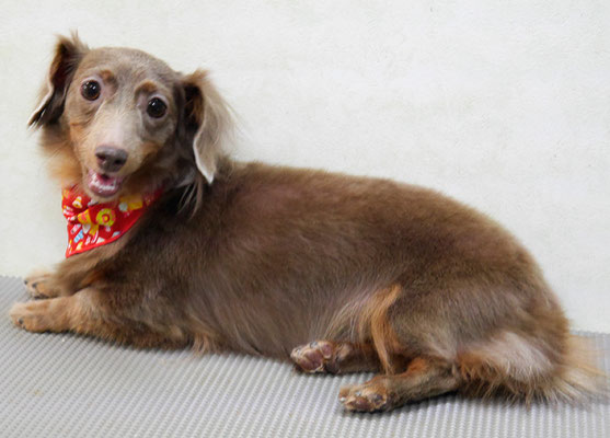 瀬戸口イザベラちゃん