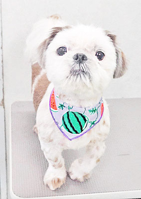 海江田茶太郎ちゃん