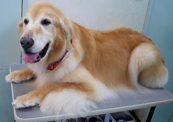 園田ファミレちゃん