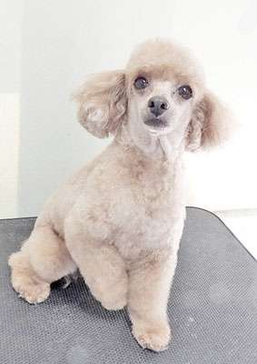 森崎ネネちゃん