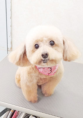 福田ダイアリーちゃん