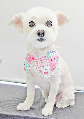 橋口リリィちゃん