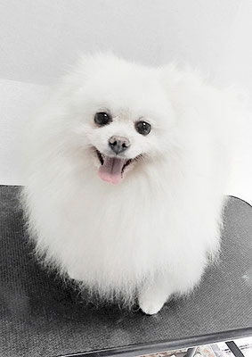 八木ピュアちゃん