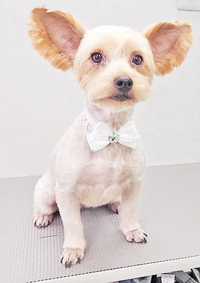 米森もーりーちゃん