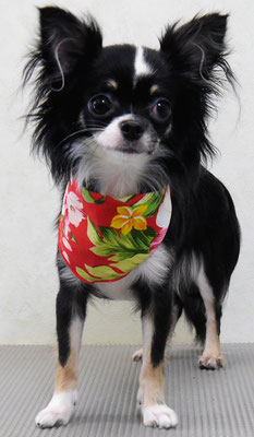 平山モコちゃん