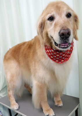 園田ファミレちゃん