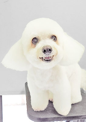 吉本ラピスちゃん