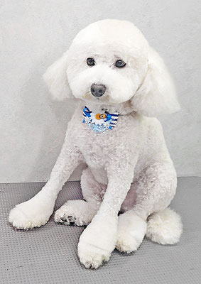 山小田アンディちゃん