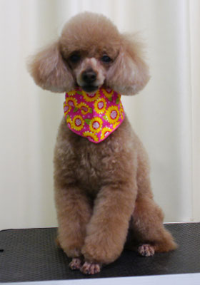 平松クーちゃん