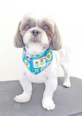 本田コウちゃん