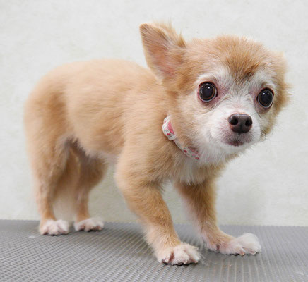 江上ベベちゃん