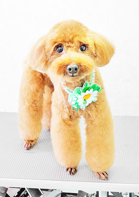 吉村弦之介ちゃん