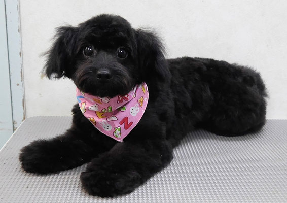 菅原クーちゃん