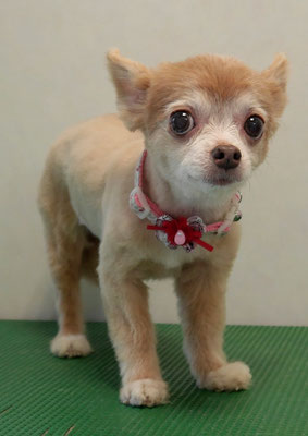 江上ベベちゃん