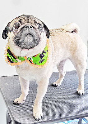 田邊ギンちゃん