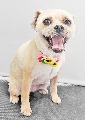 徳田きなこちゃん