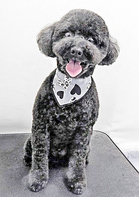 本坊ダノちゃん