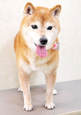 藤井リンちゃん