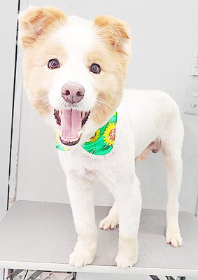 馬頭ボブちゃん