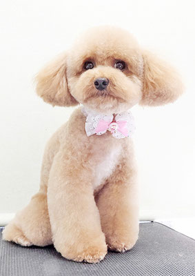 田淵マロンちゃん