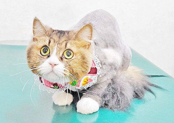 若松みるちゃん