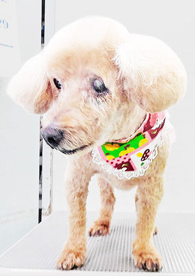 本田ゆめちゃん