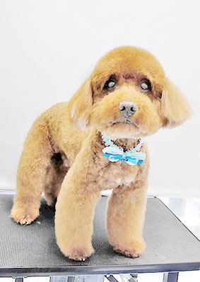 佐々木マルちゃん