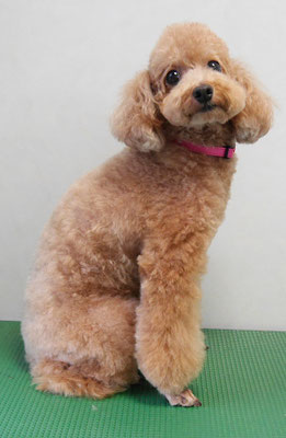 小野ハナちゃん