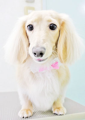 松村エルちゃん