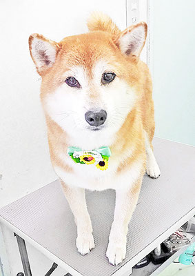 姶良れんちゃん