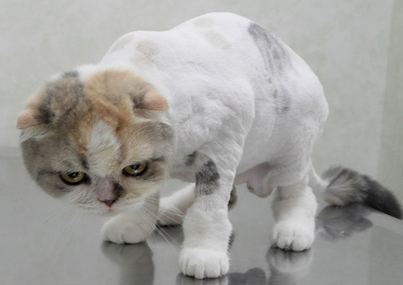 前原ハルちゃん