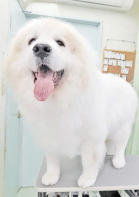 田代メイちゃん