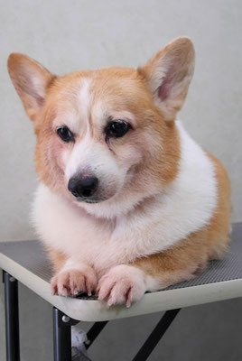 國生ラッシュちゃん