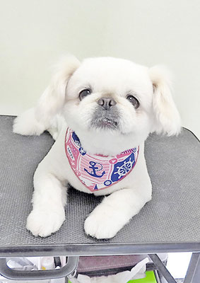 本多かずはちゃん