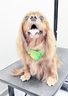 橋口ルビーちゃん