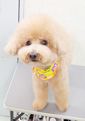 町田ジュニアちゃん