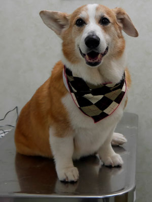 西方レオちゃん