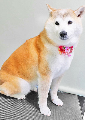 川崎すももちゃん