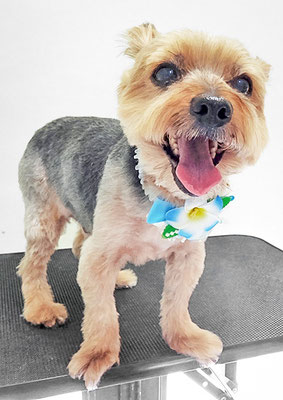 中野ルパンちゃん