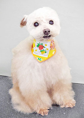 田淵コマロちゃん