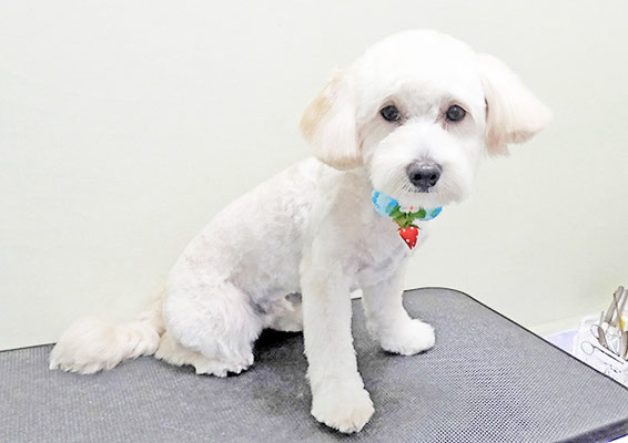 岡世マルちゃん