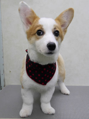 若松かんなちゃん