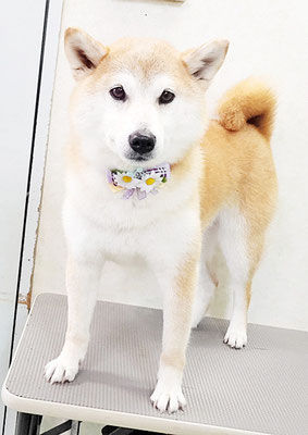 川﨑すももちゃん