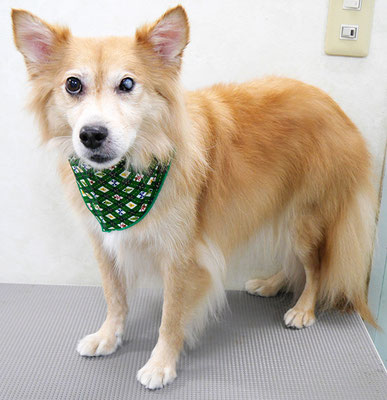 菊池ゴンちゃん