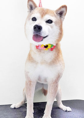 藤井リンちゃん