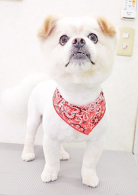 中園モカちゃん